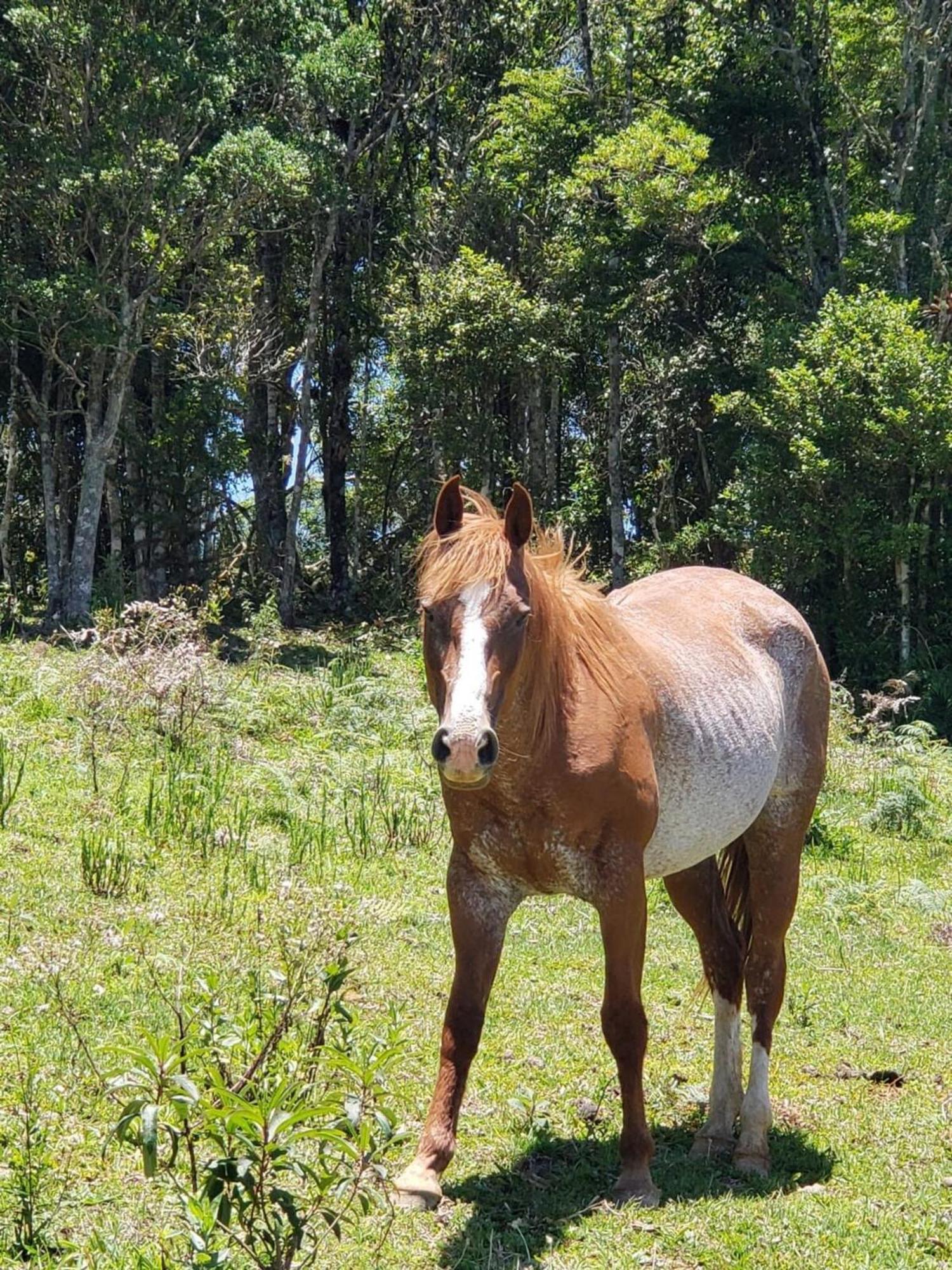 Rancho Sol Poente - Rancho Queimado - Sc Villa Kültér fotó
